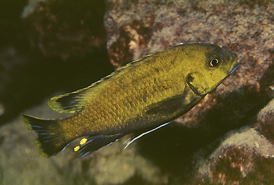 Petrotilapia sp. 'nigra tanzania' Magunga